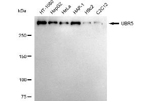 Western blotting analysis using UBR5 antibody (ABIN7800719). (Recombinant UBR5 anticorps)