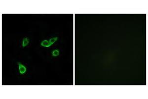 Immunofluorescence analysis of A549 cells, using GPR35 antibody. (GPR35 anticorps  (Internal Region))