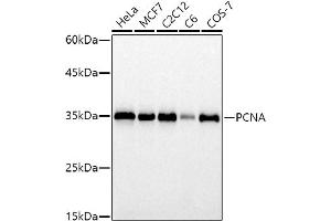 Western blot analysis of extracts of various cell lines, using PCNA antibody (ABIN6133630, ABIN6139020, ABIN6139022 and ABIN7101400) at 1:1000 dilution. (PCNA anticorps)