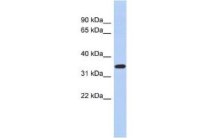 Western Blotting (WB) image for anti-Kruppel-Like Factor 6 (KLF6) antibody (ABIN2458157) (KLF6 anticorps)