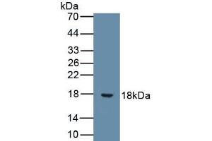 Detection of Recombinant IL9, Human using Monoclonal Antibody to Interleukin 9 (IL9) (IL-9 anticorps  (AA 19-144))