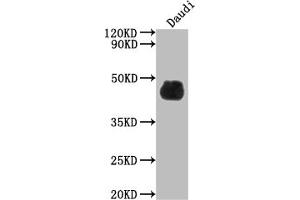 Western Blot Positive WB detected in: Daudi whole cell lysate All lanes: CD48 antibody at 1:2000 Secondary Goat polyclonal to rabbit IgG at 1/50000 dilution Predicted band size: 28, 20 kDa Observed band size: 45 kDa (Recombinant CD48 anticorps)