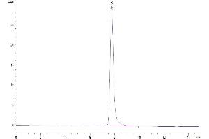 The purity of Cynomolgus BCAM is greater than 95 % as determined by SEC-HPLC.