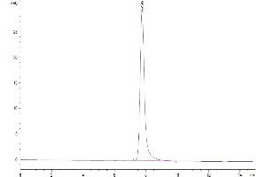 The purity of Cynomolgus BCAM is greater than 95 % as determined by SEC-HPLC. (BCAM Protein (AA 32-548) (His tag))