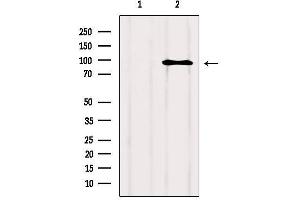 Western blot analysis of extracts from Hela, using NFATC2 Antibody.