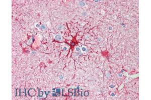 ABIN185730 (5µg/ml) staining of paraffin embedded Human Cortex.