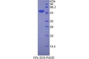 SDS-PAGE analysis of Mouse LEFTY1 Protein. (LEFTY1 Protéine)