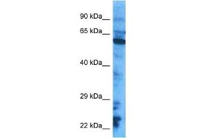 Host:  Rabbit  Target Name:  CY24B  Sample Tissue:  HepG2 Whole Cell lysates  Antibody Dilution:  1. (CYBB anticorps  (C-Term))