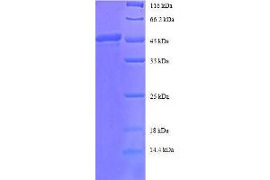 ADP-Ribosylation Factor 4 (ARF4) (AA 1-180), (full length) protein (GST tag)