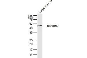 Mouse Large intestne lysates probed with C6orf192 Polyclonal Antibody, Unconjugated  at 1:300 dilution and 4˚C overnight incubation. (C6orf192 anticorps  (AA 50-80))