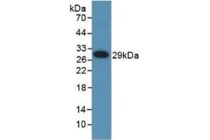 Detection of Recombinant MMP25, Human using Polyclonal Antibody to Matrix Metalloproteinase 25 (MMP25) (MMP25 anticorps  (AA 108-313))