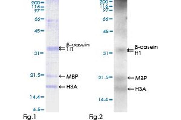 PDPK1 Protein (AA 1-429) (GST tag)