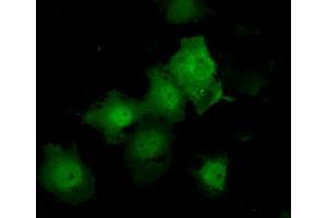 Image no. 7 for anti-Tubulin tyrosine Ligase-Like Family, Member 12 (TTLL12) antibody (ABIN1499035) (TTLL12 anticorps)