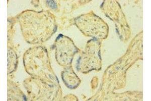 Immunohistochemistry of paraffin-embedded human placenta tissue using ABIN7161023 at dilution of 1:100