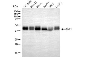 Western blotting analysis using Bmi1 antibody (ABIN7797771).