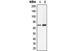 Western blot analysis of Lamin B1 expression in HeLa (A), HepG2 (B) whole cell lysates. (Lamin B1 anticorps  (N-Term))