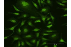 Immunofluorescence of purified MaxPab antibody to UBA7 on HeLa cell. (UBA7 anticorps  (AA 1-1012))