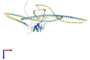 AlphaFold protein structure predicition of Mouse Recombinant Colec12 Protein, UniprotID Q8K4Q8
