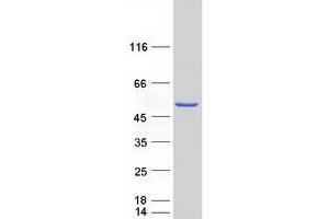 Validation with Western Blot