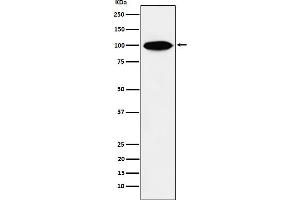 Western blot analysis of KIFAP3 expression in HeLa cell lysate.
