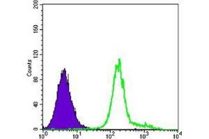 Flow cytometric analysis of K562 cells using HK1 mouse mAb (green) and negative control (purple).
