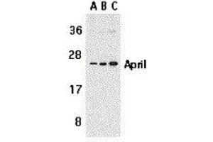 Western Blotting (WB) image for anti-Tumor Necrosis Factor (Ligand) Superfamily, Member 13 (TNFSF13) antibody (ABIN2479513) (TNFSF13 anticorps)