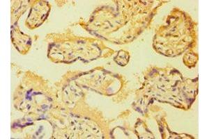 Immunohistochemistry of paraffin-embedded human placenta tissue using ABIN7149358 at dilution of 1:100