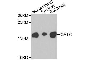 Western blot analysis of extracts of various cell lines, using GATC antibody. (GATC anticorps)