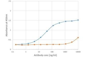 Binding curve of anti-Phl p 1 antibody Clone 25 (ABIN7072744) to Phl p 1 ELISA Plate coated with Phl p 1 (RayBiotech, 228-22412) at a concentration of 2 μg/mL. (Recombinant Phosducin-Like anticorps)