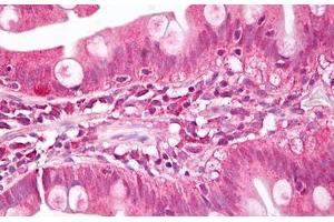 Anti-MEIS1 antibody IHC staining of human small intestine. (MEIS1 anticorps  (AA 280-330))