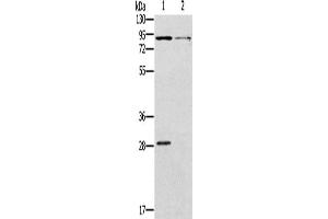 Western Blotting (WB) image for anti-Cyclic Nucleotide Gated Channel alpha 3 (CNGA3) antibody (ABIN2421415) (CNGA3 anticorps)