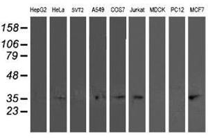 Image no. 2 for anti-Translocase of Outer Mitochondrial Membrane 34 (TOMM34) antibody (ABIN1501467) (TOMM34 anticorps)