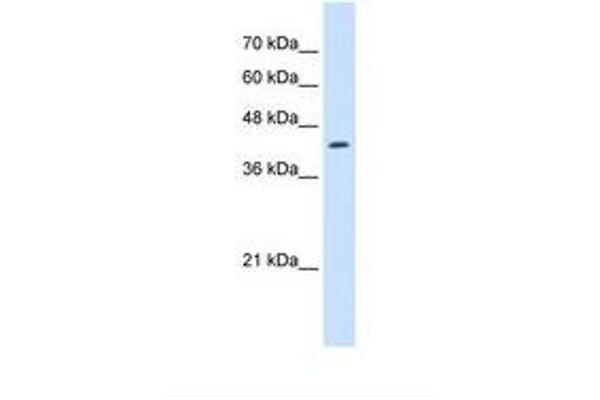 RNF165 anticorps  (N-Term)