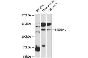 Western blot analysis of extracts of various cell lines, using NEDD4L antibody (ABIN6132407, ABIN6144504, ABIN6144505 and ABIN6224109) at 1:1000 dilution. (NEDD4-2 anticorps  (AA 836-955))