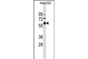 Western blot analysis in HepG2 cell line lysates (35ug/lane). (ZNF205 anticorps  (N-Term))