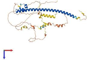AlphaFold protein structure predicition of Human Recombinant MAF Protein, UniprotID O75444