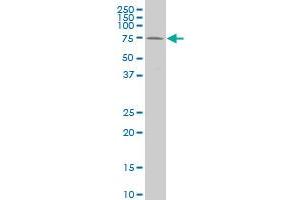 HCLS1 monoclonal antibody (M05), clone 2A8 Western Blot analysis of HCLS1 expression in K-562 . (HCLS1 anticorps  (AA 266-355))