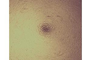 Cell proliferation of unstimulated A549 cells cultured in DMEM for 96 h. (GREM1 Protéine)