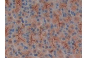Detection of MUC1 in Rat Stomach Tissue using Polyclonal Antibody to Mucin 1 (MUC1)
