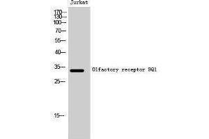Western Blotting (WB) image for anti-Olfactory Receptor, Family 9, Subfamily Q, Member 1 (OR9Q1) (C-Term) antibody (ABIN3186208) (OR9Q1 anticorps  (C-Term))