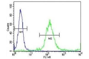 p65 antibody flow cytometric analysis of WiDr cells (right histogram) compared to a negative control (left histogram).