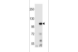 Western blot analysis of Elongin A using rabbit polyclonal Elongin A Antibody using 293 cell lysates (2 ug/lane) either nontransfected (Lane 1) or transiently transfected (Lane 2) with the Elongin A gene. (TCEB3 anticorps  (N-Term))