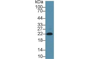 Western Blot; Sample: Rat Heart; Primary Ab: 1µg/ml Mouse Anti-Rabbit NT-ProBNP Antibody Second Ab: 0.