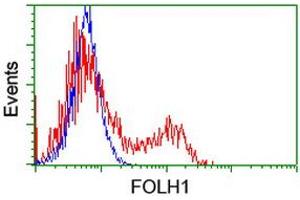 HEK293T cells transfected with either RC218310 overexpress plasmid (Red) or empty vector control plasmid (Blue) were immunostained by anti-FOLH1 antibody (ABIN2455715), and then analyzed by flow cytometry. (PSMA anticorps)