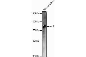 Western blot analysis of extracts of Mouse spleen, using IKKβ antibody (ABIN3022875, ABIN3022876, ABIN3022877 and ABIN6219275) at 1:1000 dilution.