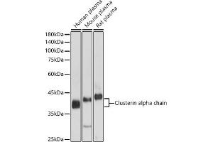 Western blot analysis of extracts of various cell lines, using Clusterin alpha chain antibody (ABIN6133477, ABIN6138756, ABIN6138758 and ABIN6216721) at 1:1000 dilution. (Clusterin anticorps  (AA 23-120))