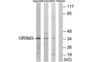 Western blot analysis of extracts from HepG2 cells, HUVEC cells and MCF-7cells, using OR5M3 antibody. (OR5M3 anticorps  (Internal Region))