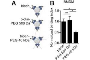 anti-Avidin (AVD) antibody