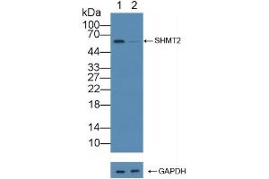 Knockout Varification: Lane 1: Wild-type 293T cell lysate, Lane 2: SHMT2 knockout 293T cell lysate, Predicted MW: 54kd Observed MW: 55kd Primary Ab: 1 μg/mL Rabbit Anti-Human SHMT2 Antibody Second Ab: 0.