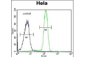 SP5 Antibody (C-term) (ABIN653893 and ABIN2843137) flow cytometric analysis of Hela cells (right histogram) compared to a negative control cell (left histogram). (SP5 anticorps  (C-Term))